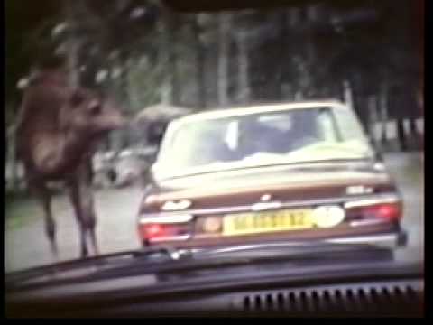 Parc de Saint Vrain 1979