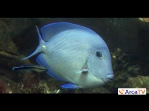 Présentation de l&#039;aquarium d&#039;Arcachon