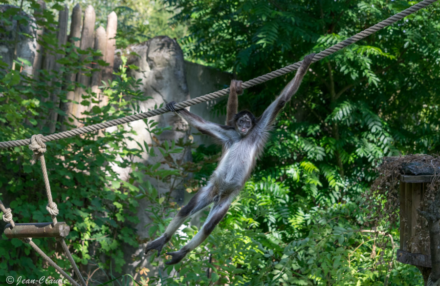 Atèle à ventre blanc - zoo d'Amiens, 2018