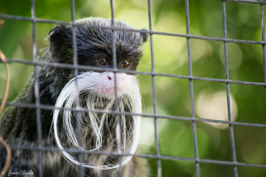 Mammifère Primate - le Tamarin empereur, 2018