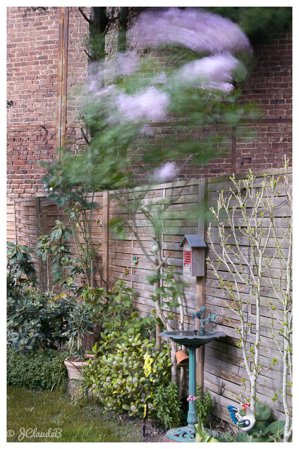 Coup de vent dans le jardin