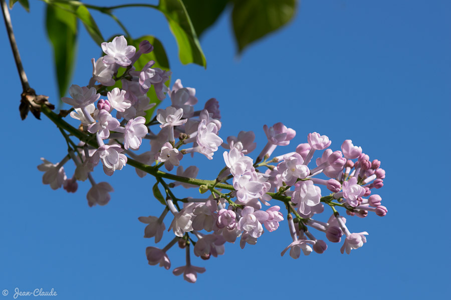 Le Lilas est en fleurs