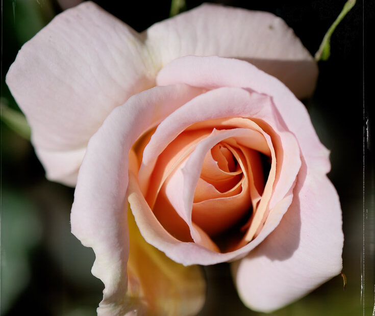 Une première rose au jardin