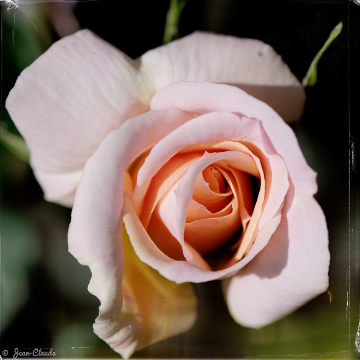 Une première rose au jardin