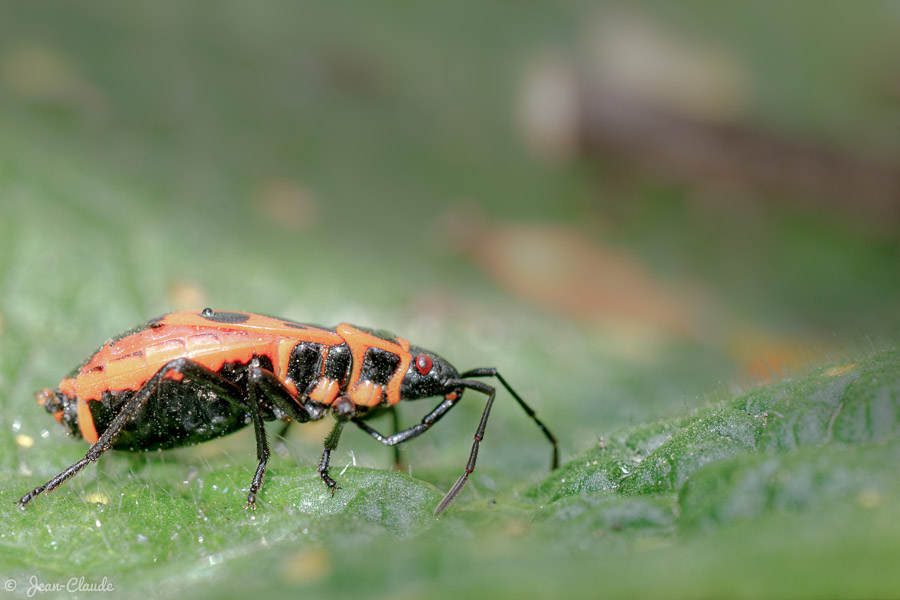Gendarme - Punaise d'Europe, Pyrrhocoris apterus