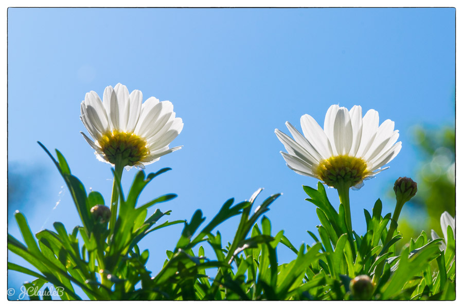 Marguerites