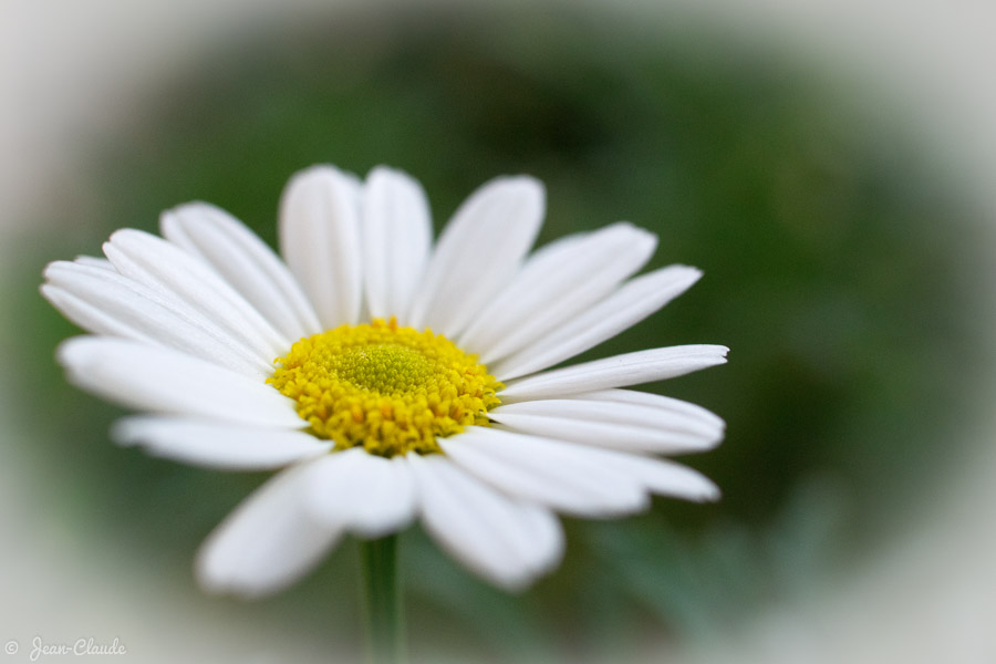 Une petite marguerite