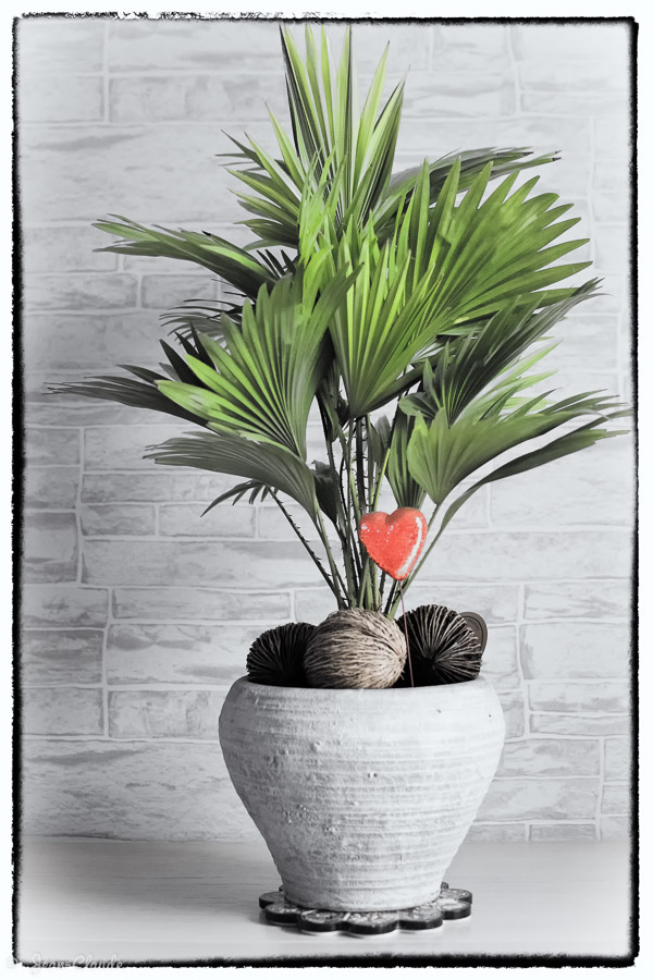 Défi photo Covid - le plante exotique dans son pot