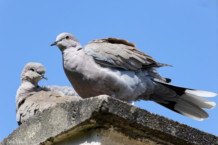 Couple de tourterelles