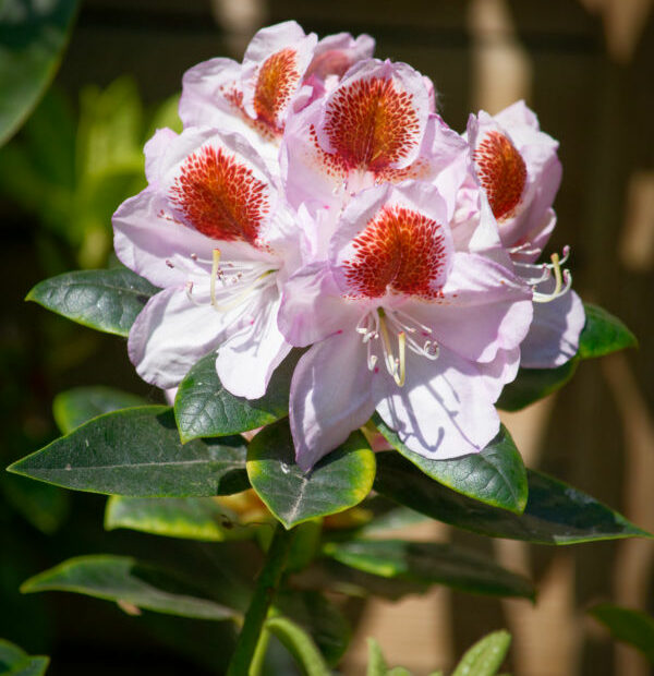 Les rhododendrons sont en fleurs