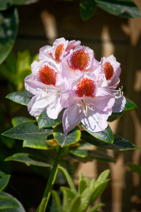 Les rhododendrons sont en fleurs