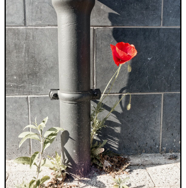 Coquelicot en ville. - La Madeleine 59110