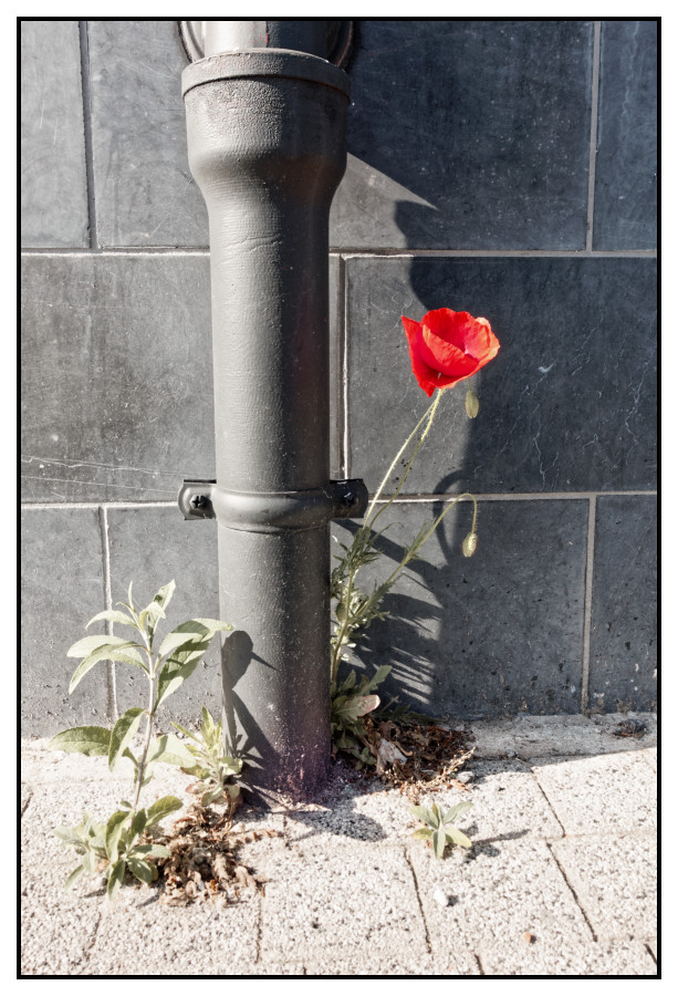 Coquelicot en ville. - La Madeleine 59110