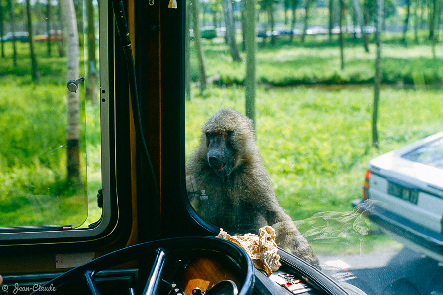 Le singe et le bus, 1982