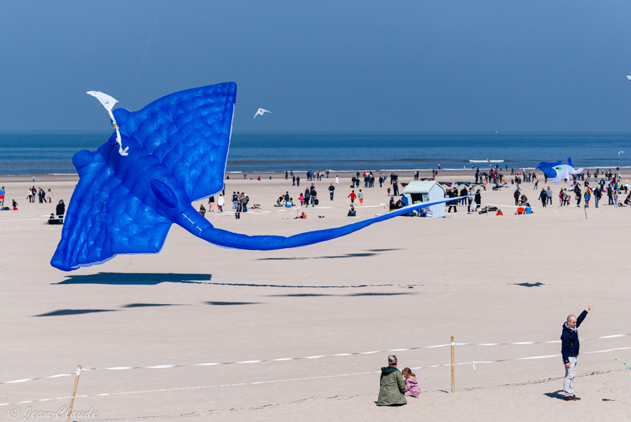 La pieuvre . - Les cerfs-volants de Berck-sur-mer, 2013