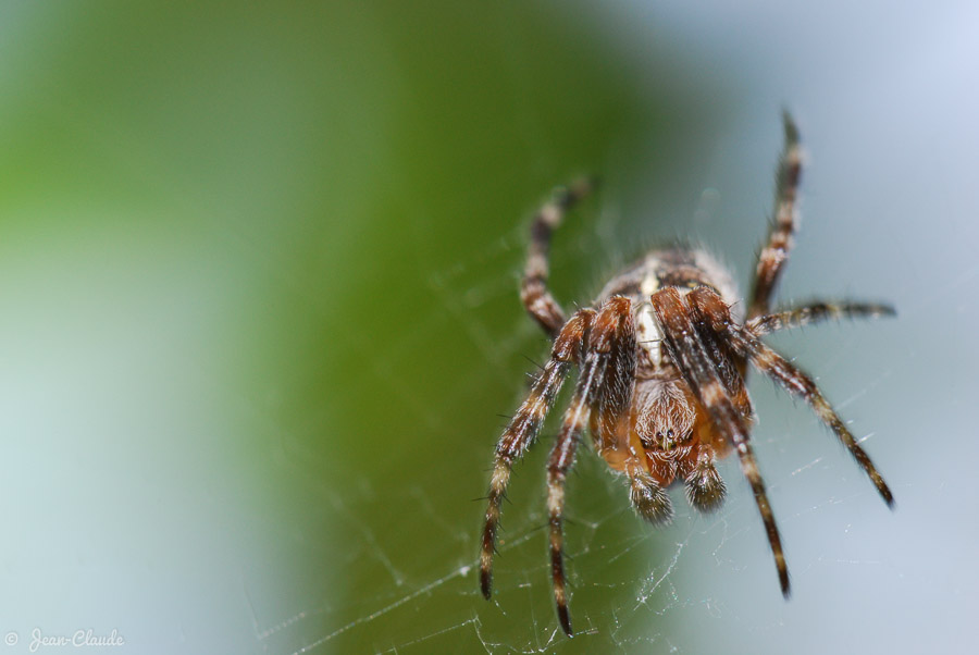 Araignée au jardin