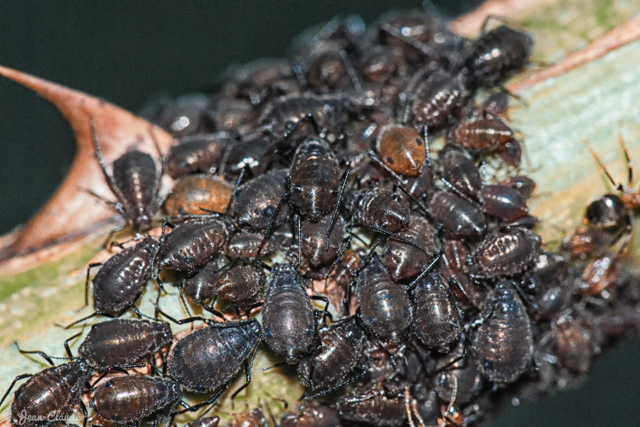 Une invasion de pucerons sur les rosiers du jardin.