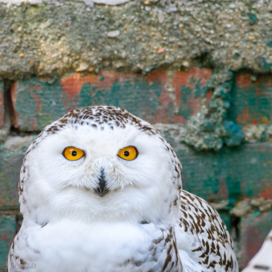 Harfang des neiges, 2013 - Parc Zoologique de Lille