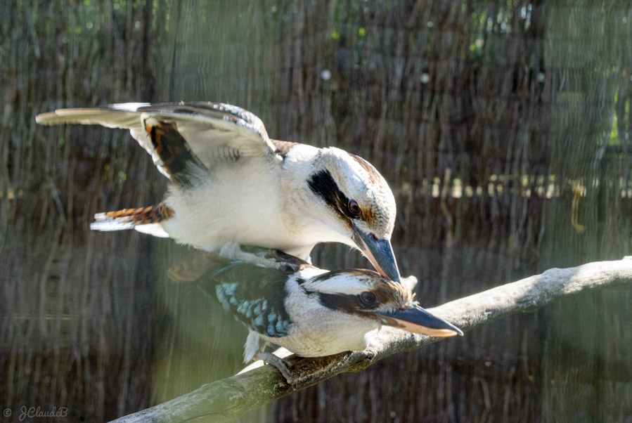 Kookaburras à ailes bleues, zoo de Lille 2013