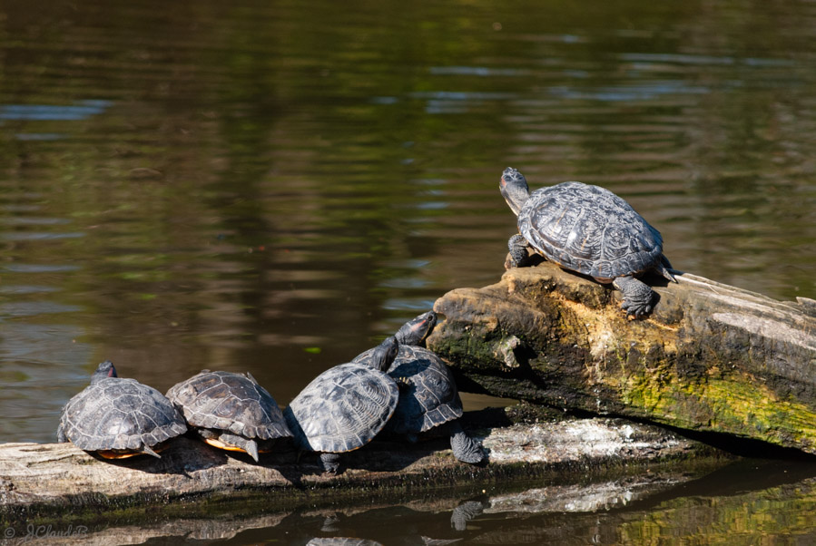 Prolifération des tortues au zoo de Lille, 2013