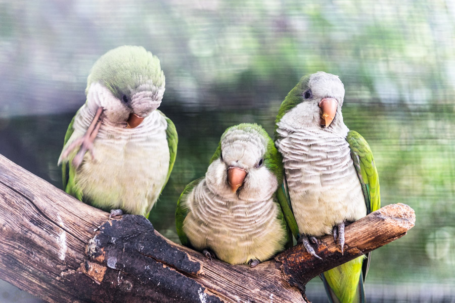 Inséparables au zoo de Lille photographiés dans leur volière, 2014