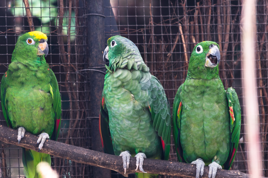 Perroquets verts au zoo de Lille photographiés dans leur volière, 2014