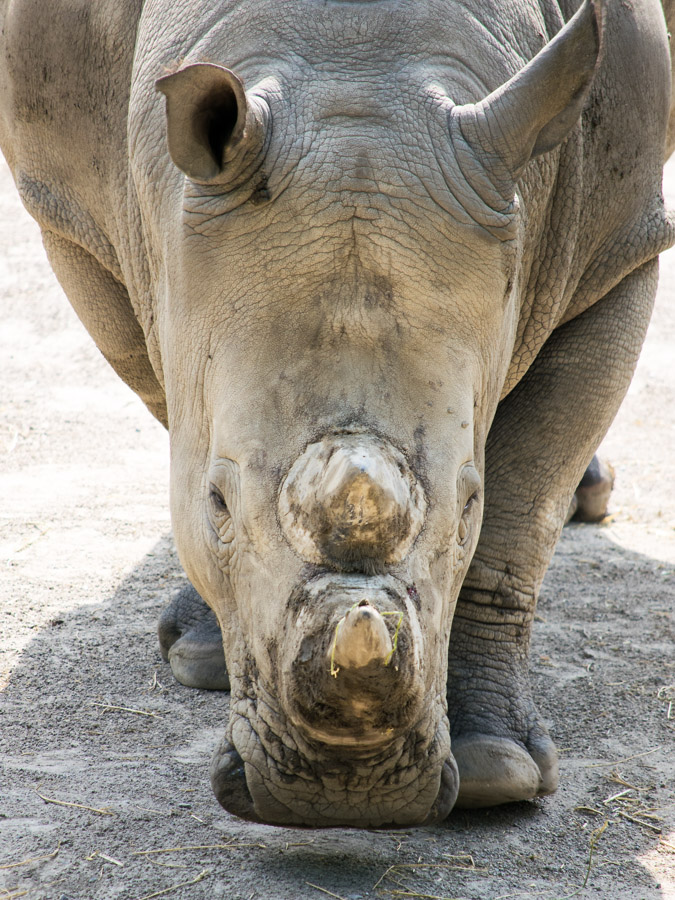 Rhinocéros blanc photographié au Parc Zoologique de Lille, 2014