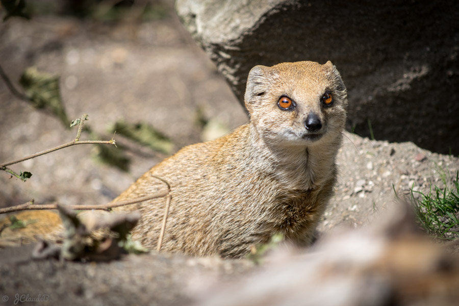 La mangouste naine au parc zoologique de Lille, 2014