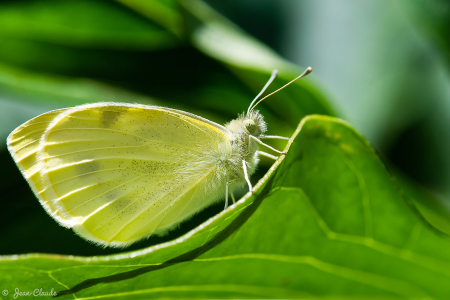 Le papillon Citron