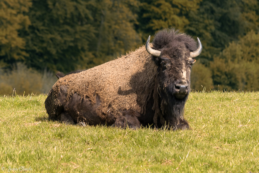 Mammifère Ruminant – Un bison au parc Rêve de Bisons