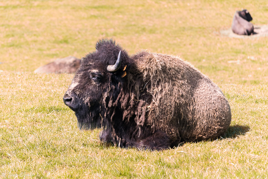 Mammifère Ruminant – Bisons dans les steppes de Seine-Maritime, 2016