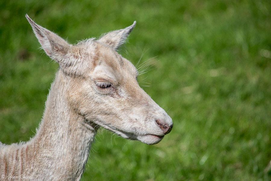 Mammifère Ruminant – Photo d’un jeune Daim, 2016