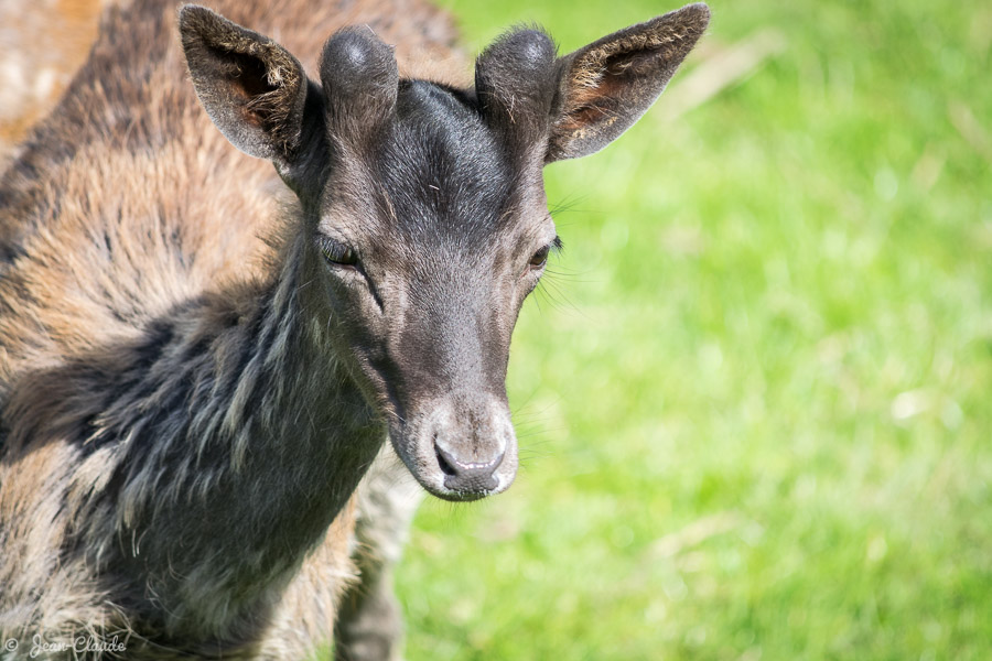 Mammifère Ruminant – Portrait d’un Jeune cerf, 2016