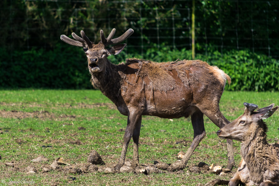 Mammifère Ruminant – Cerf au parc Rêve de bison, 2016