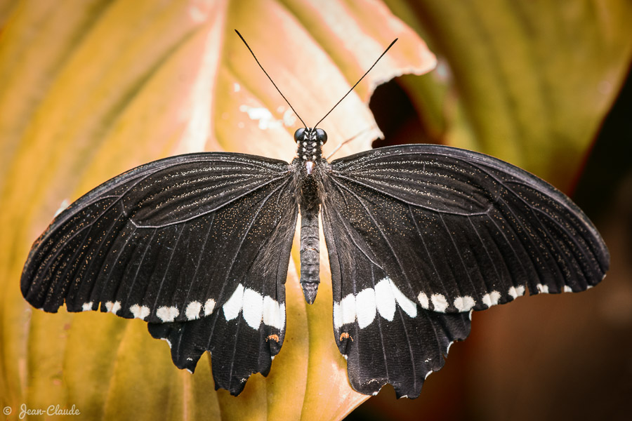 Papillon tropical noir vu de dessus posé sur une feuille – Île aux papillons, Noirmoutier.