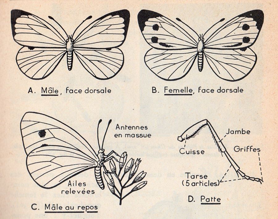 Piéridé. – Zoologie – Botanique – classe de 5ième – M.Oria 1955