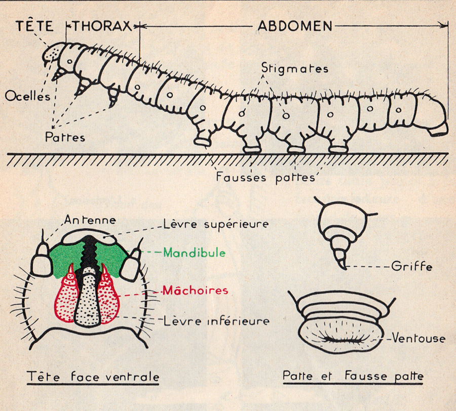 Etude de la chenille de papillon. – Zoologie – Botanique – classe de 5ième – M.Oria 1955