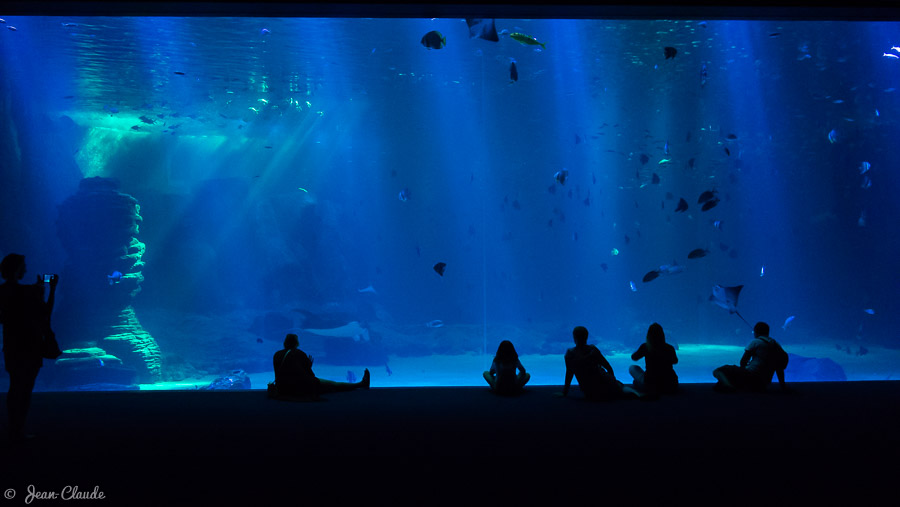 Le grand bassin a un longueur de 60 m, une largeur de 30 m et une profondeur de 8 m, de quoi accueillir plus de 24000 animaux
