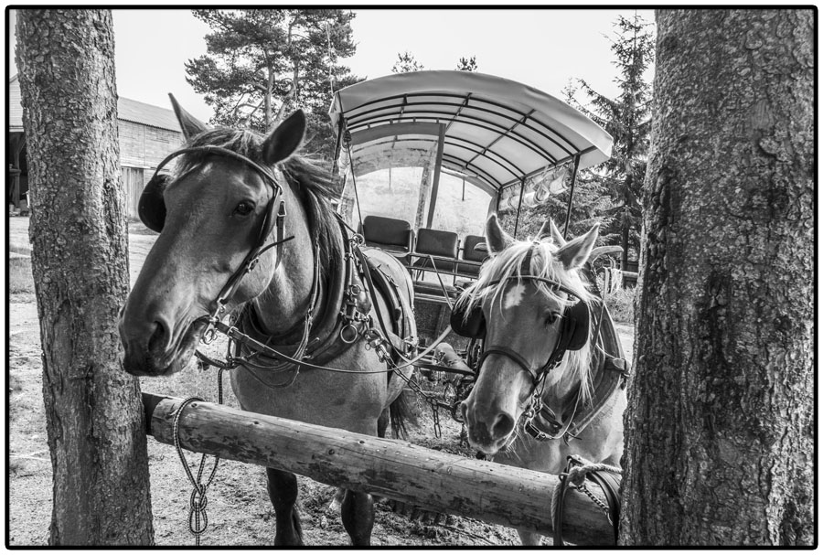 Promenade en calèche