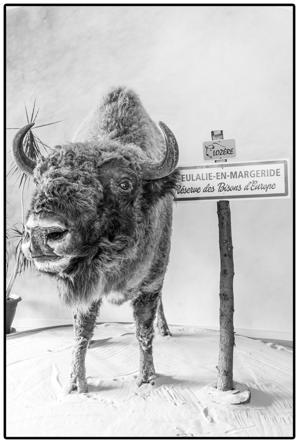 bison empaillé à l'accueil