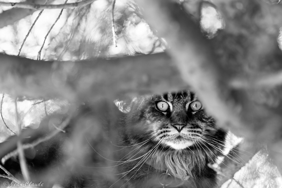 Le chat du voisin caché dans l'arbre