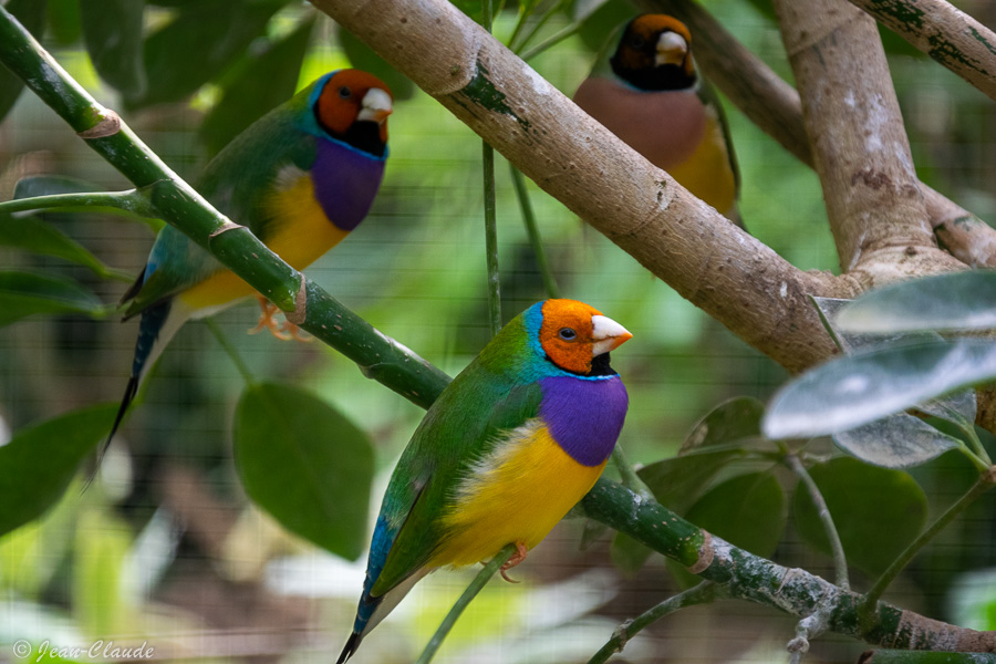 Oiseau Passeriforme - Diamant de Gould