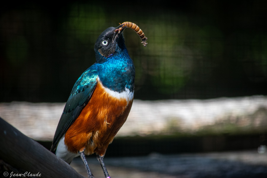 Oiseau, Passériforme - Choucador superbe. - Zoo de Lille, 2021