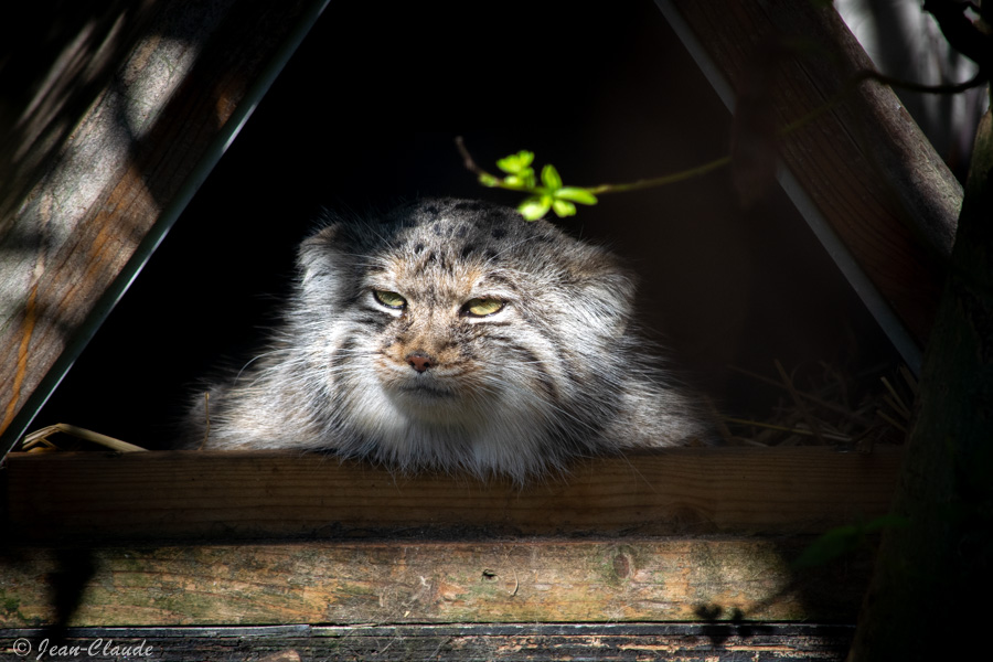 Mammifère, Carnivore - Le Manul ou Chat de Pallas. - Zoo de Lille,2021