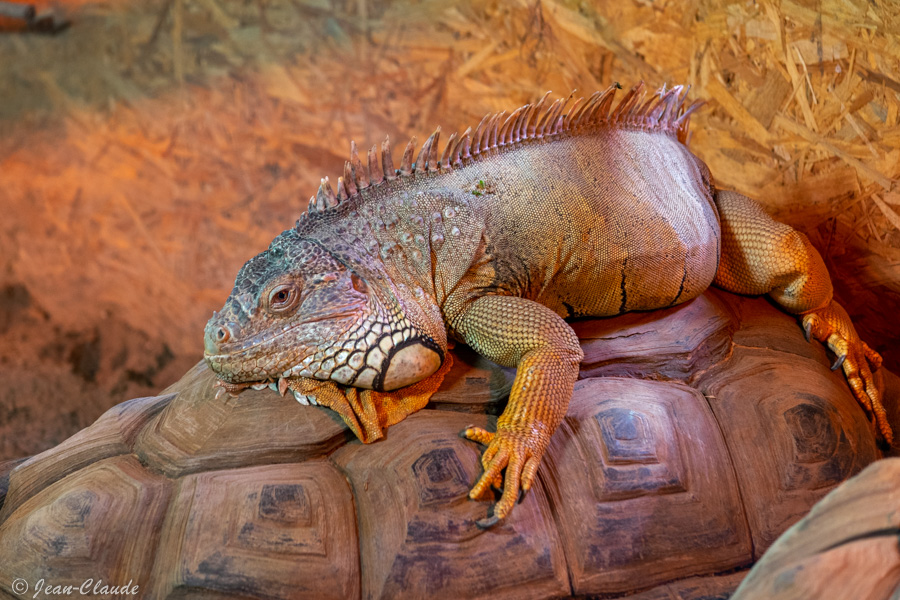 Iguane dans la maison tropicale. - Zoo de Lille, 2021