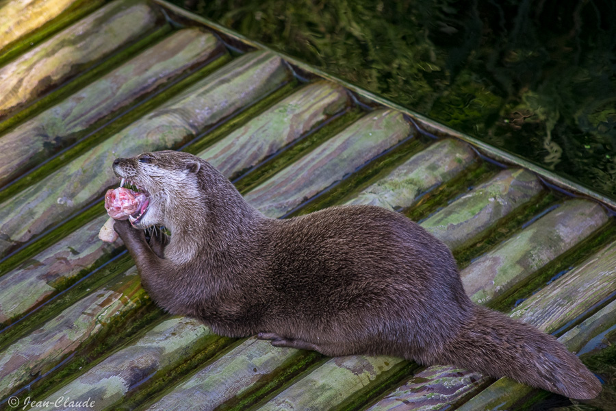 Mammifère carnivore – Loutre d’Europe. – Zoo de Fort-Merdyk, 2021