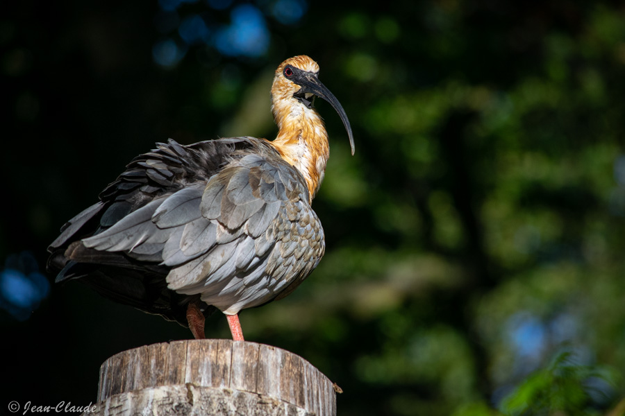 Oiseau, Pélécaniforme - Ibis à face noire dans la volière à immersion. -Zoo de Lille, 2021