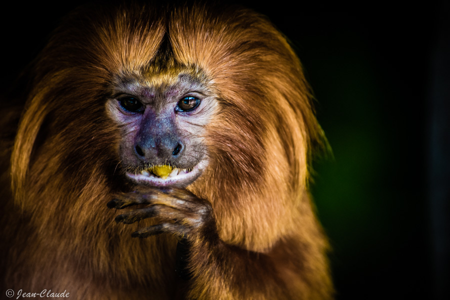 Tamarin-lion doré au Zoo de Dunkerque - Effet dragan
