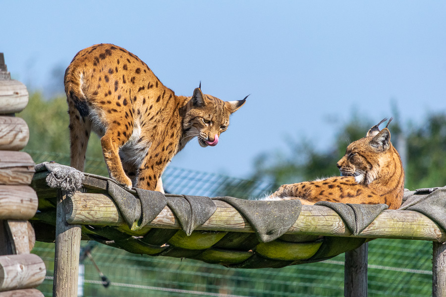 Mammifère carnivore – Lynx des Carpates. – Zoo de Fort-Mardyck, 2021
