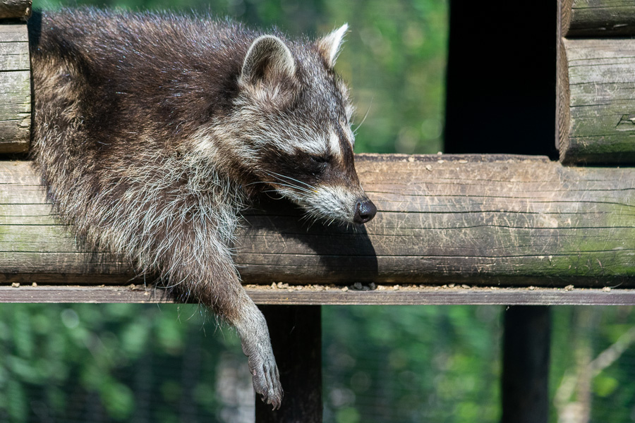 Mammifère Carnivore – le raton Laveur. zoo de Fort-Mardyck-Dunkerque, 2021